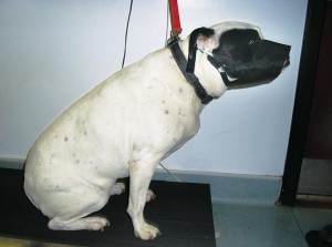 Figure 3. Probiotics may, in future, have a role in the treatment of overweight dogs and cats.