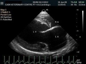 Figure 5. A dilated cardiomyopathy case. IMAGE: Mark Overend.