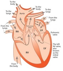 Figure 1. Diagram showing heart functionality.