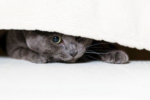Figure 1. Animals with an established, readily accessible “safe place” to hide that provides sufficient sound proofing have been found to cope better with fireworks. IMAGE: iStock/GooDween123.
