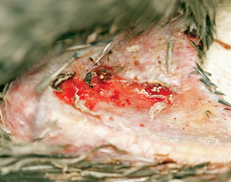 Figure 2. A SCUD lesion under the wing.