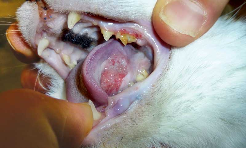 Sublingual squamous cell carcinoma in a nine-year-old, female neutered, domestic short-haired cat.