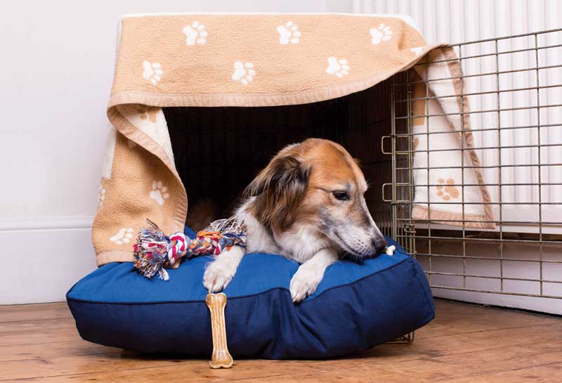 A den is an ideal refuge from loud noises such as fireworks.