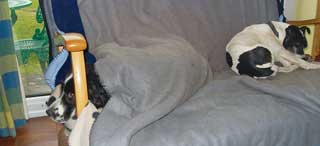 Animals must always have access to safe places, such as dens.