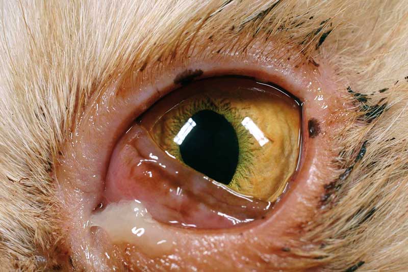 Figure 1. Non-specific conjunctivitis in a feline patient. Without other systemic or ocular signs, FHV-1, Chlamydophila felis and Mycoplasma species infection have to be considered. IMAGE: ©Christine Heinrich, Eye Vet Clinic.