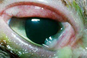 Figure 2a. In uncomplicated cases of FHV-1 infection, such as might be encountered in immune-competent adult cats, conjunctivitis might be the only presenting sign. IMAGE: ©Christine Heinrich, Eye Vet Clinic.