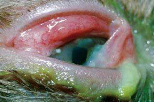 Figure 2b. With progression of the condition in the same patient as above, now showing corneal ulceration, a diagnosis of FHV-1 is highly likely and specific antiviral medication should be considered. IMAGE: ©Christine Heinrich, Eye Vet Clinic.