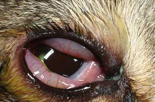 Figure 3. Chlamydial conjunctivitis was confirmed in this young cat from a multi-cat household. Chemosis, as seen here, has often been especially attributed to infection with Chlamydophila felis, but is not specific to the condition. IMAGE: ©Christine Heinrich, Eye Vet Clinic.