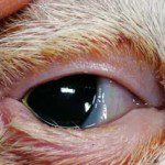 Figure 4. Entropion is rare in cats, but often mistaken for conjunctivitis when patients are presented. IMAGE: ©Christine Heinrich, Eye Vet Clinic.