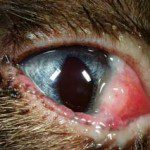Figure 6. Severe eosinophilic conjunctivitis in a young Persian cat. The third eyelid was severely involved in this patient. IMAGE: ©Christine Heinrich, Eye Vet Clinic.