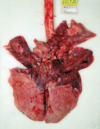 Studies in abattoirs have shown a high incidence of lung lesions in animals with no history of being identified as having had respiratory disease.