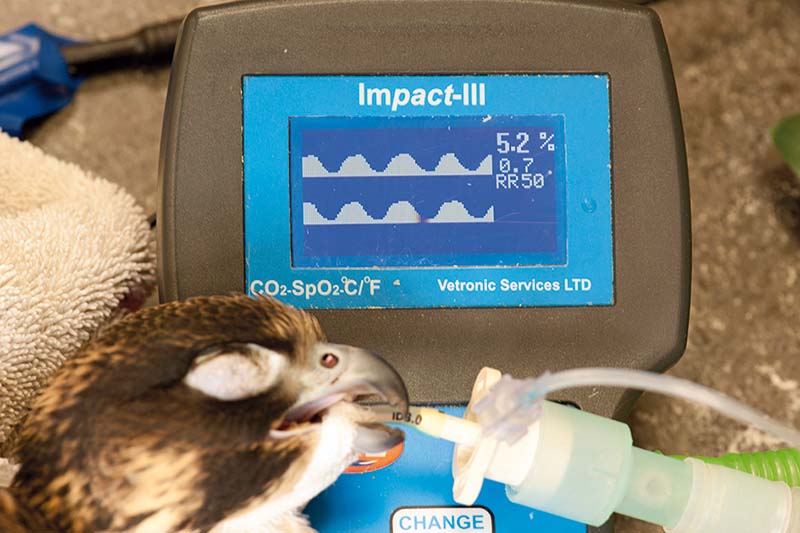 A capnograph is the most useful piece of monitoring equipment for avian anaesthetics.