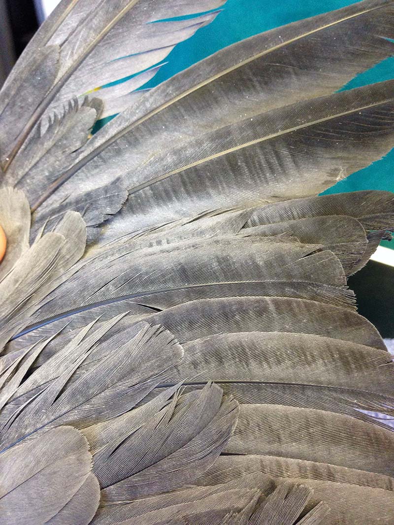 Examining a grey parrot’s wing. Note the severe stress bar striping present over the flight feathers.