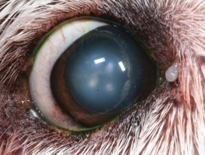 Figure 1. Conjunctiva of a normal dog. Note the fine, bright red vascular arcades of the conjunctiva. Deeper, more dark ciliary vessels can also be appreciated.