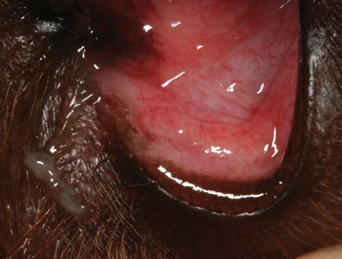 Figure 10. If conjunctivitis is associated with nasolacrimal duct infection, purulent discharge can often be expressed by gentle pressure just below the lower lacrimal punctum as in this young Labrador retriever.