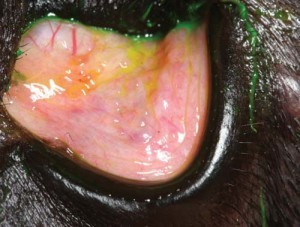 Figure 13a. Conjunctival follicles in a young Labrador retriever without other signs of ocular or skin disease.