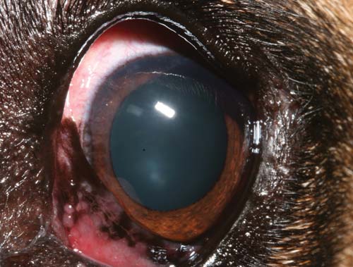 Figure 14. Depigmentation and conjunctival hyperplasia on the third eyelid of an adult German shepherd dog with lymphoplasmacytic infiltration of the third eyelid (aka pannus).