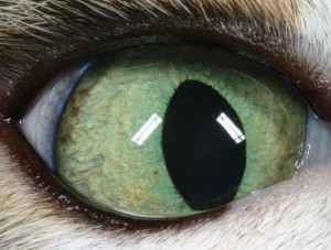 Figure 2. Only a very limited amount of conjunctiva is visible in the feline palpebral fissure opening and often, conjunctival vessels can barely be appreciated in the non-inflamed eye.