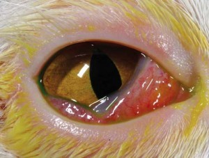 Figure 3. Conjunctival hyperaemia in a non-specific case of feline conjunctivitis. The third eyelid often is slightly more prominent in conjunctivitis.