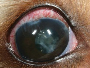 Figure 4. Canine patient suffering from chronic uveitis and increased intraocular pressure due to secondary glaucoma after cataract surgery. Conjunctivitis might well have been the presenting sign, but careful examination will identify concurrent injection of the episcleral and ciliary vessels, as well as iris darkening.