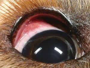 Figure 5a. Serous conjunctivitis in a Labrador retriever with canine atopic dermatitis. Up to 60% of patients with this condition show ocular signs of the disease, with conjunctivitis being the most prominent.