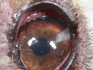 Figure 5c. Purulent discharge is common in chronic forms of KCS. Note the conjunctival hyperaemia and hyperplasia as well as subtle corneal vascularisation. Schirmer tear test readings in this West Highland white terrier (WHWT) were below 5mm of wetting.
