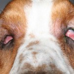 Figure 7a. Basset hound suffering from severe facial droop and upper lid trichiasis – photographed during low head posture.