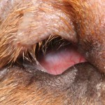 Figure 7b. The same dog as in Figure 7a, right eye. Note how the upper lashes are directed into the ventral conjunctival fornix, where they cause chronic conjunctival irritation and with hyperaemia and purulent discharge.