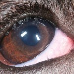 Figure 8. This bulldog is suffering from severe upper lid distichiasis, which has led to chronic ocular irritation and a secondary seromucoid conjunctivitis. Note how the mucoid discharge is stuck to the upper lashes.