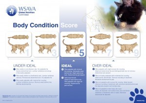 Figure 2. Body condition score chart for cats.