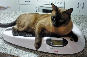 Figure 3. Frequent weigh-ins are important to adjust the energy allowance of the patient. Paediatric scales provide good precision for small dogs and cats.