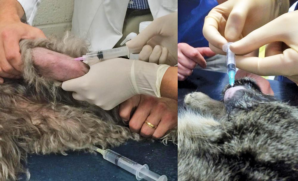 Figure 2. Arthrocentesis being performed from the stifle joints of a Labradoodle (left) and a domestic shorthaired cat (right). Note differing syringe and needle sizes may be selected based on both patient size and personal preference. 