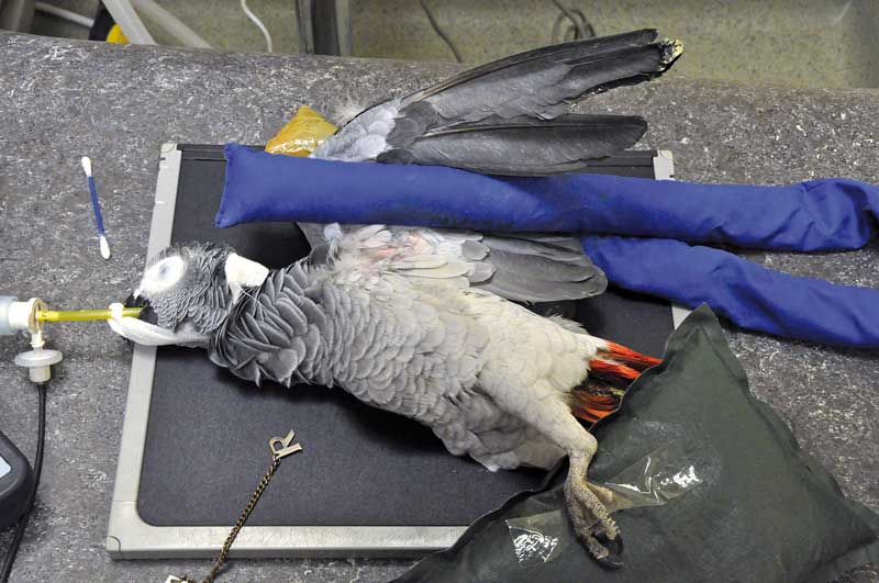 The correct positioning for a lateral radiograph of a grey parrot.