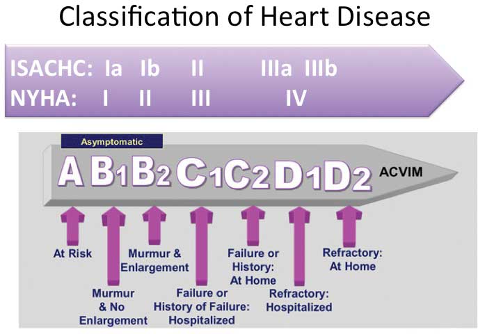 Figure 1. American College of Veterinary Internal Medicine graphic showing the stages of heart failure. IMAGE: ©Clarke Atkins.