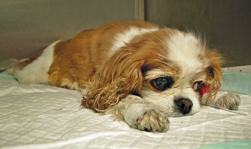 Figure 2. Breeds at risk of congestive heart failure include cavalier King Charles spaniels.