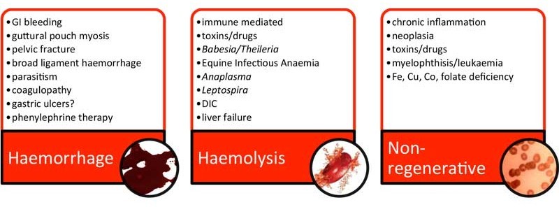 Figure 2. Major classification of anaemias with examples of causes.