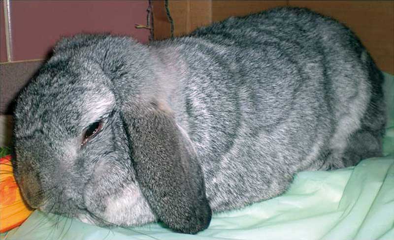 Figure 4. Painful animals may be profoundly depressed with their eyes half-closed or shut, not grooming themselves, showing abdominal pressing and isolating themselves from other animals.