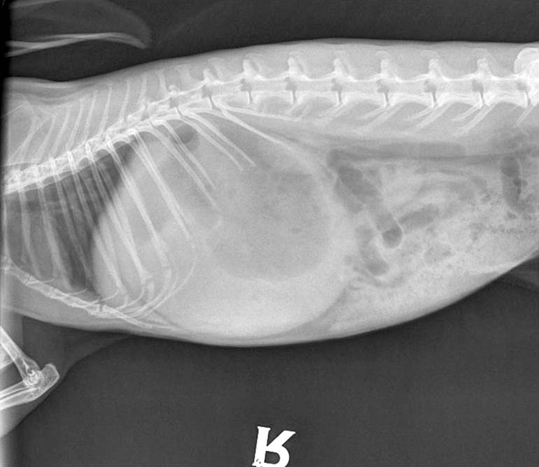 Figure 1. Certain medical conditions, such as gastrointestinal disorders, can be extremely painful. Pain recognition and control is, therefore, a necessary component of the medical treatment of these patients.