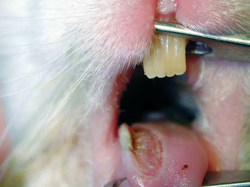 Figure 2. This rabbit has a severe ulceration of the tongue secondary to dental disease. This condition can cause severe pain resulting in reduced appetite to anorexia.