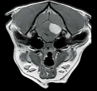 Figure 2. MRI of a dog’s head showing a large intracranial mass. The patient was treated with radiation therapy.