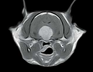 Figure 3a. An MRI of the dog’s head showing a large pituitary tumour. This dog was treated with radiation therapy.