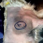 Figure 4a. A dog with postoperative surgical scar after excision of a soft tissue sarcoma. The dog was treated with adjunctive radiation therapy.