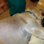 Figure 4b. A dog with postoperative surgical scar after excision of a soft tissue sarcoma. The dog was treated with adjunctive radiation therapy.