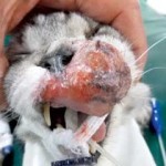 Figure 4c. A cat with a non-resectable soft tissue sarcoma of the upper lip. The cat was treated with radiation therapy, which resulted in substantial reduction/disappearance of the tumour.