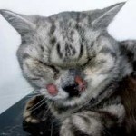 Figure 4d. A cat with a non-resectable soft tissue sarcoma of the upper lip. The cat was treated with radiation therapy, which resulted in substantial reduction/disappearance of the tumour.
