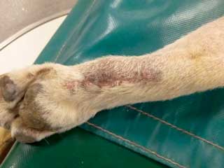 Figure 5a. A dog with postoperative surgical scar after excision of a mast cell tumour. The dog was treated with adjunctive radiation therapy.