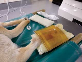 Figure 5b. A dog with postoperative surgical scar after excision of a mast cell tumour. The dog was treated with adjunctive radiation therapy.