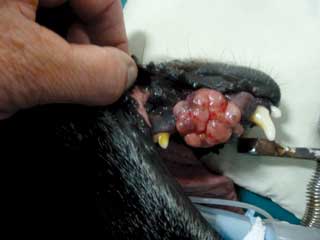Figure 6. Amelanotic melanoma in a dog, which was treated with radiation therapy.