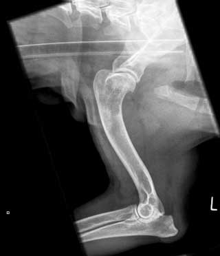Figure 7a. A radiograph of a dog with a lytic/radiolucent lesion in the proximal humerus. This dog was treated with palliative radiation therapy.