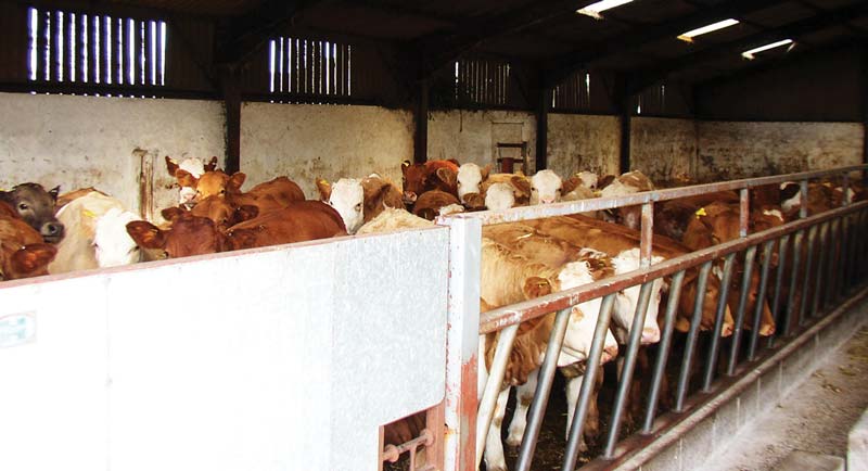 Figure 1. Environmental factors such as overcrowding are known to contribute to animals succumbing to disease.
